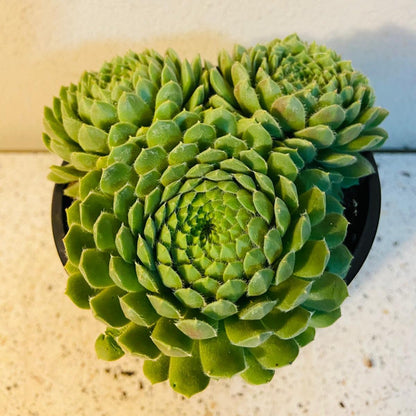 Sempervivum Pekinese