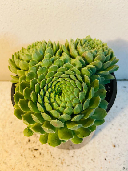 Sempervivum Pekinese