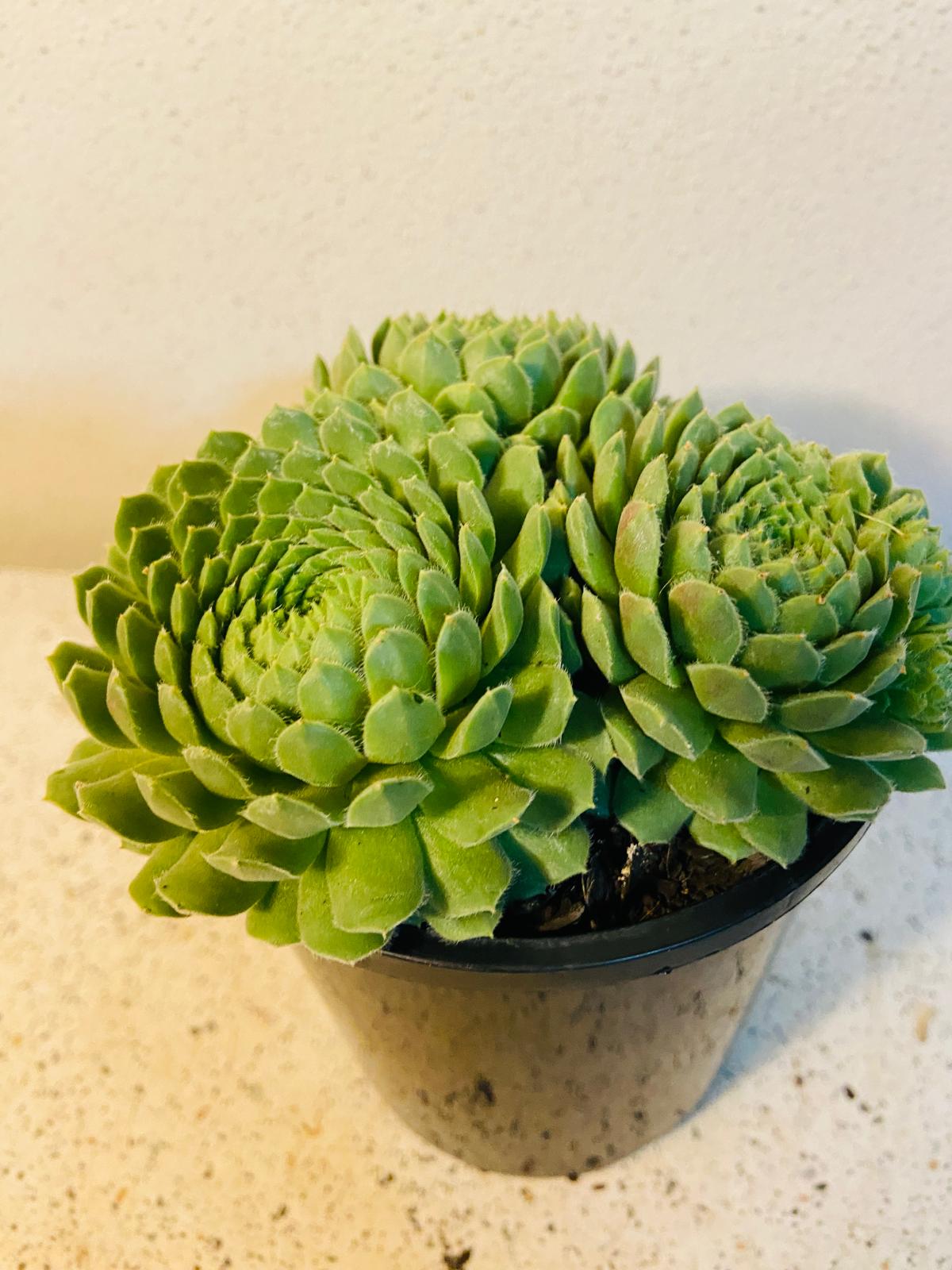 Sempervivum Pekinese