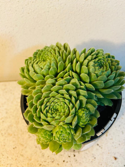 Sempervivum Pekinese