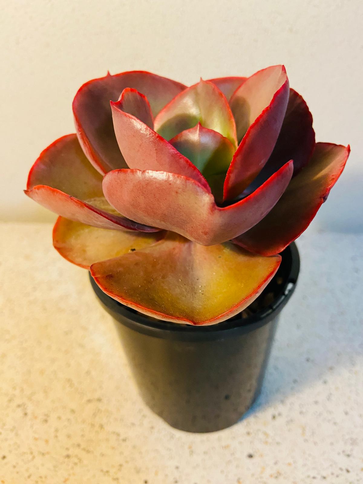 Echeveria Big Red