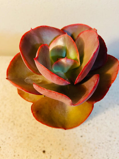 Echeveria Big Red