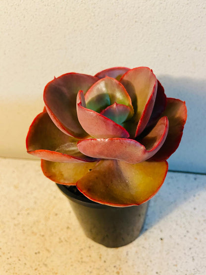 Echeveria Big Red