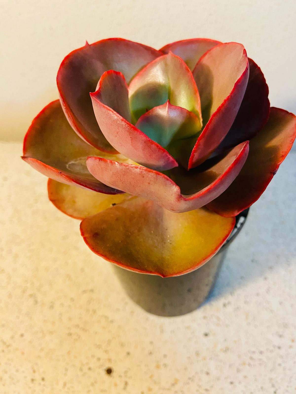 Echeveria Big Red