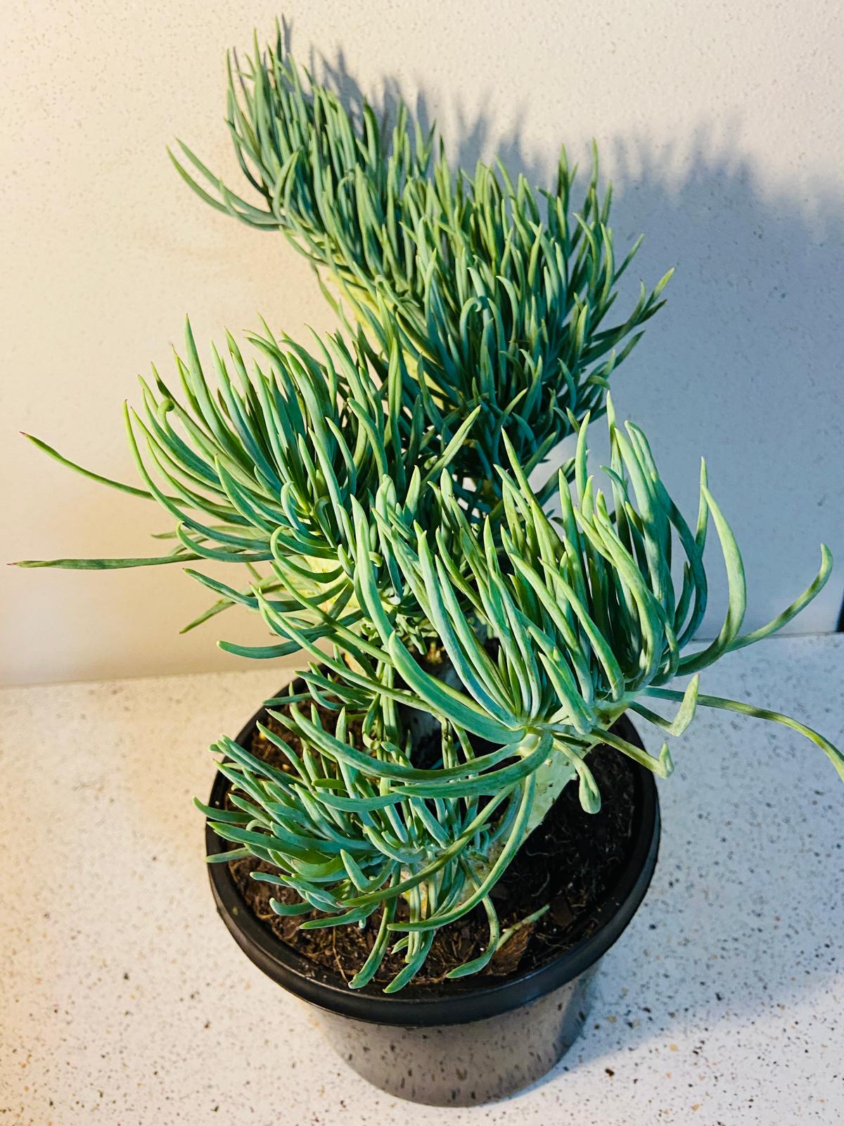 Mermaid Tail : Crested Senecio Talinoides - Narrow Leaf Chalk Stick #504