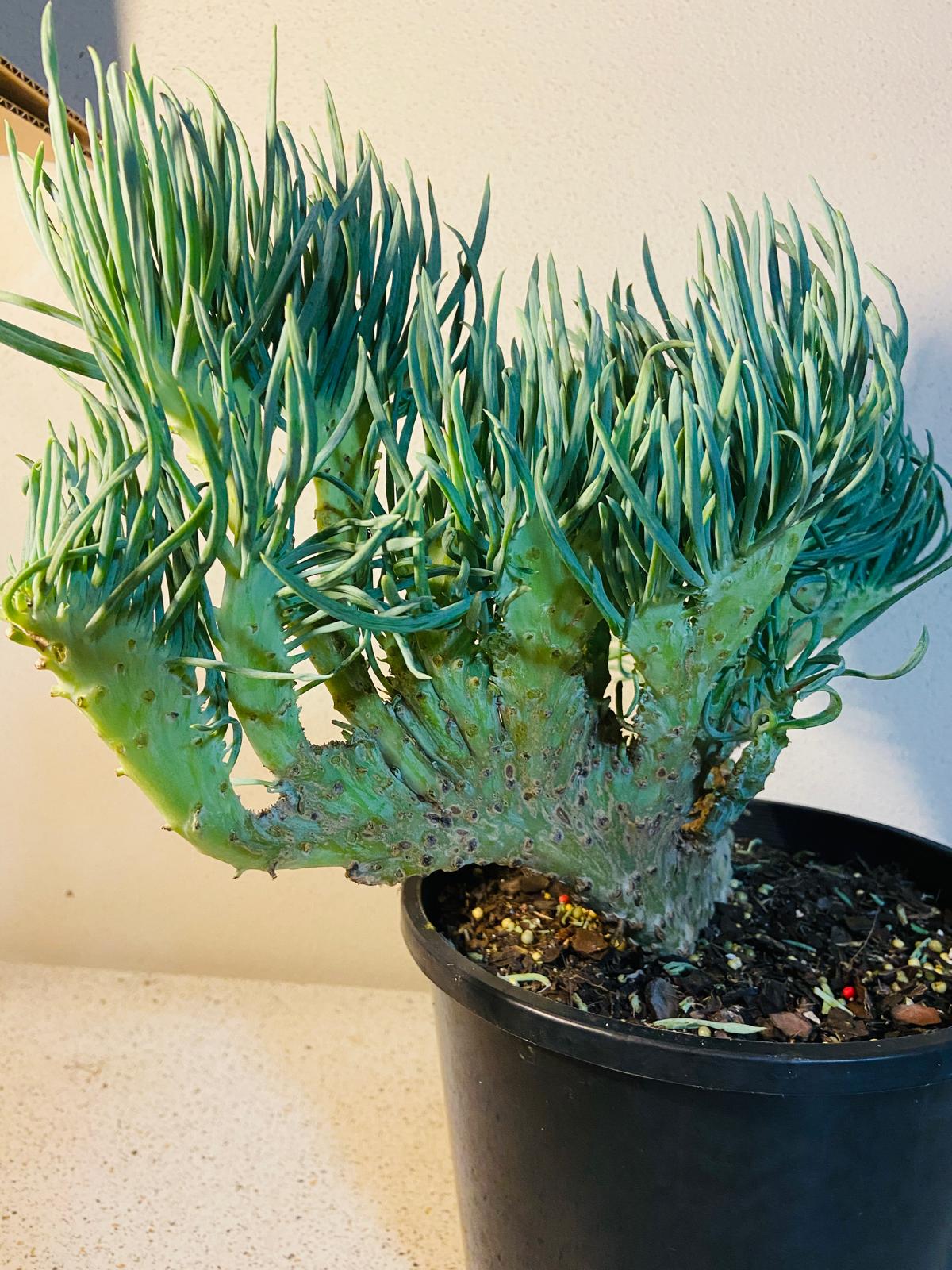 Mermaid Tail : Crested Senecio Talinoides - Narrow Leaf Chalk Stick #507