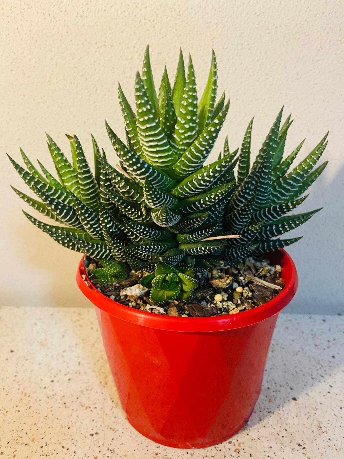 Haworthia Attenuata#36