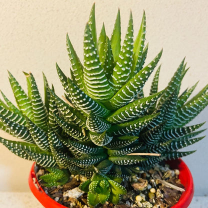 Haworthia Attenuata#36