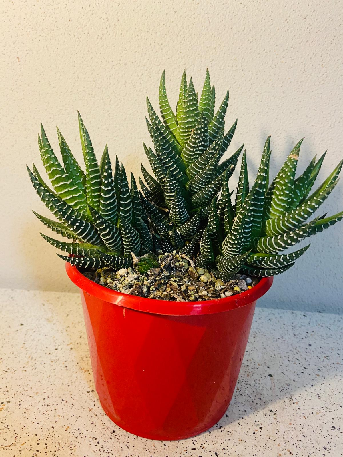 Haworthia Attenuata#36