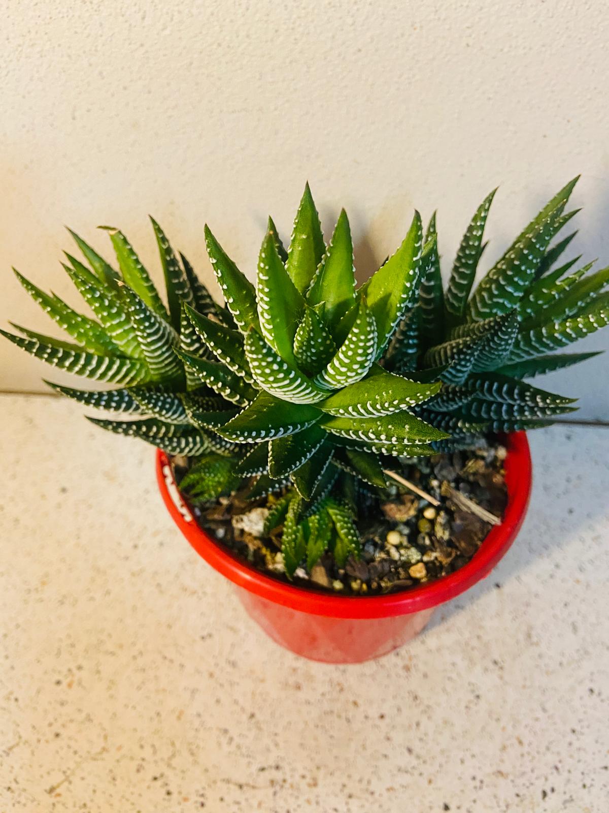 Haworthia Attenuata#36