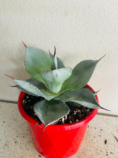 Agave Dragon Toes - Fine Tooth Form