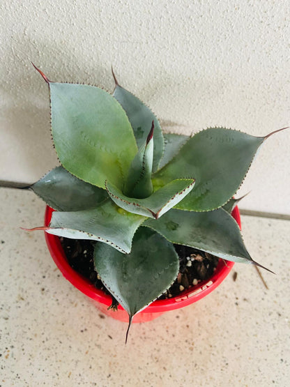 Agave Dragon Toes - Fine Tooth Form