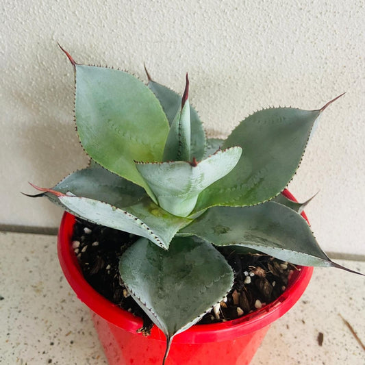 Agave Dragon Toes - Fine Tooth Form