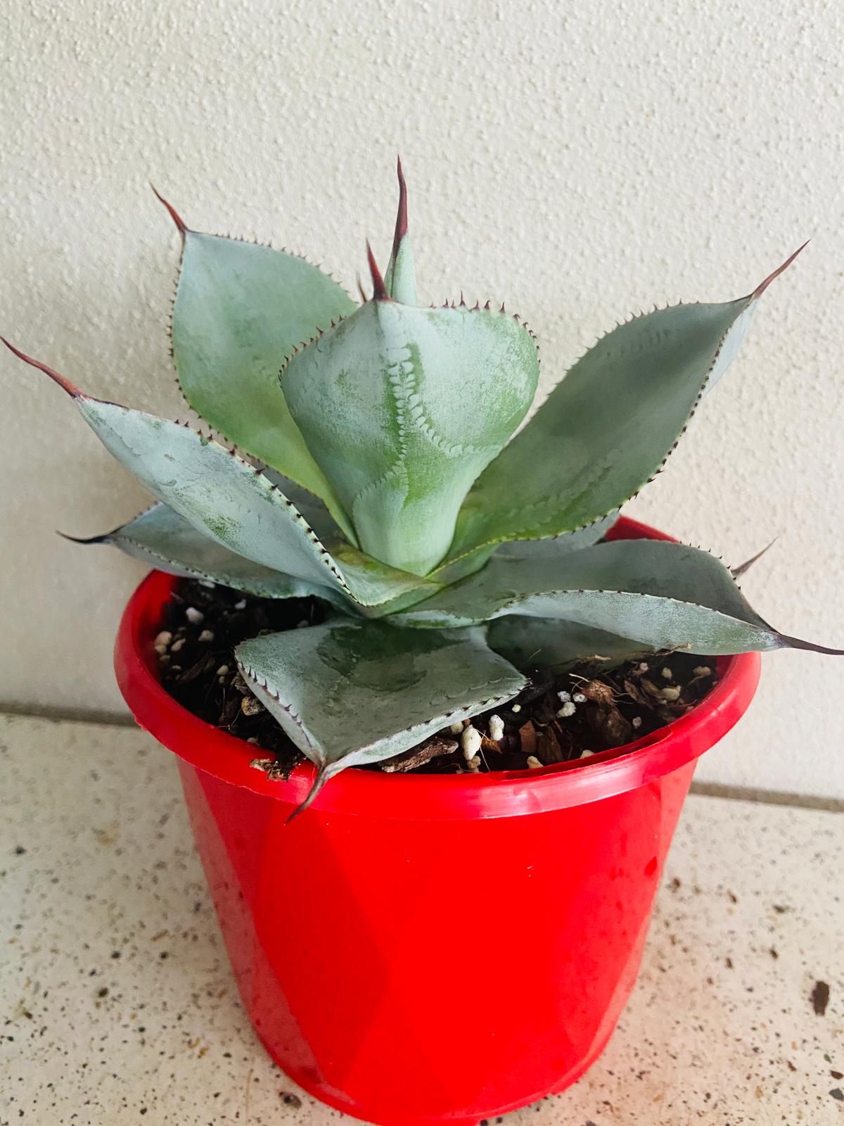 Agave Dragon Toes - Fine Tooth Form