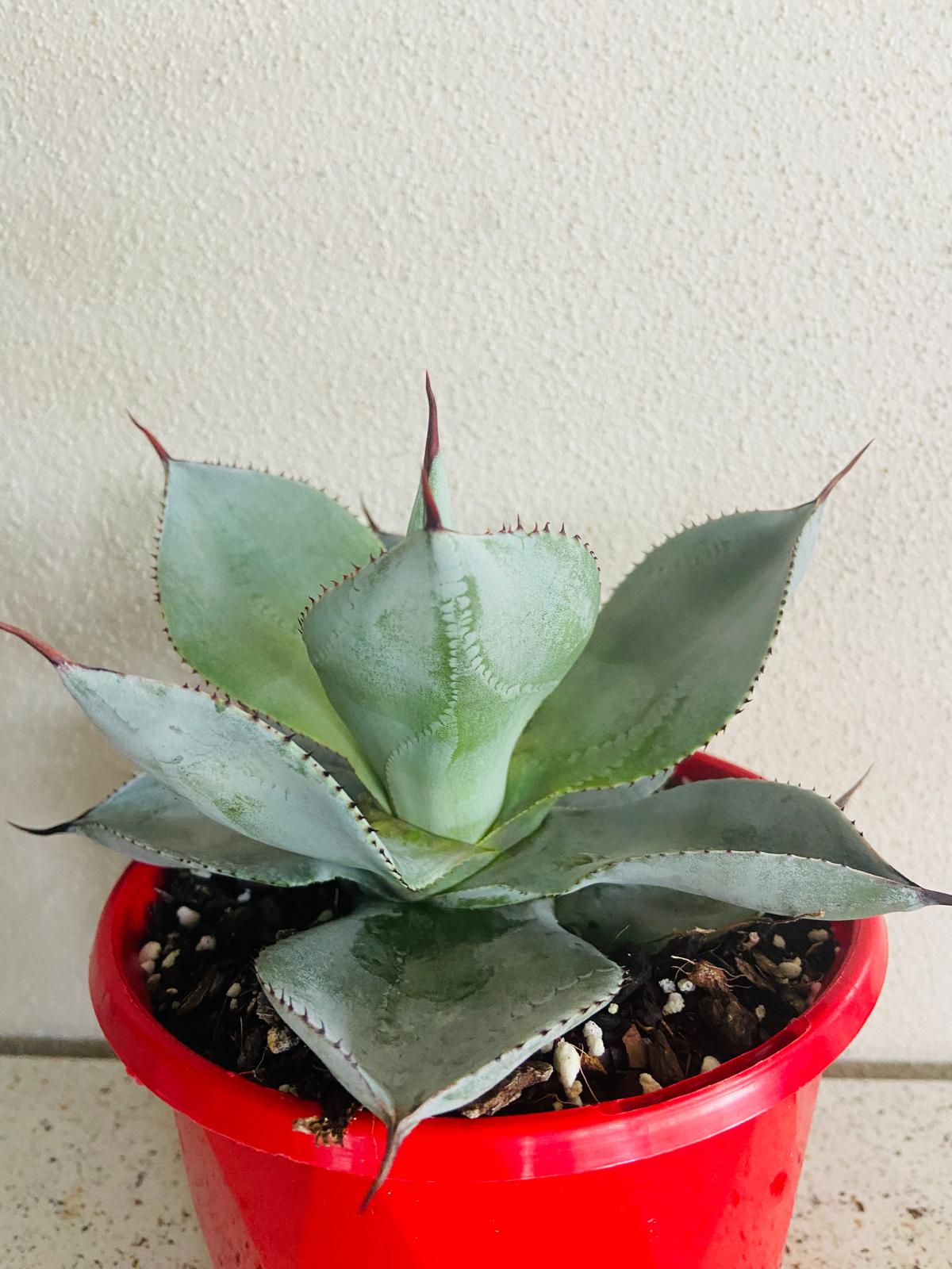 Agave Dragon Toes - Fine Tooth Form