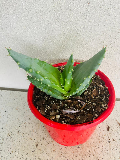 Aloe Hybrid Aculleata v Crousiana