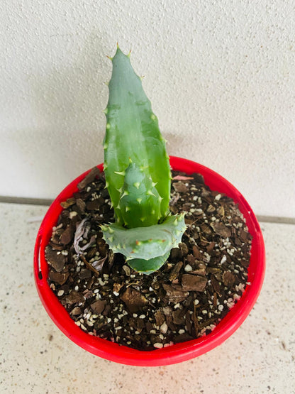 Aloe Hybrid Aculleata v Crousiana