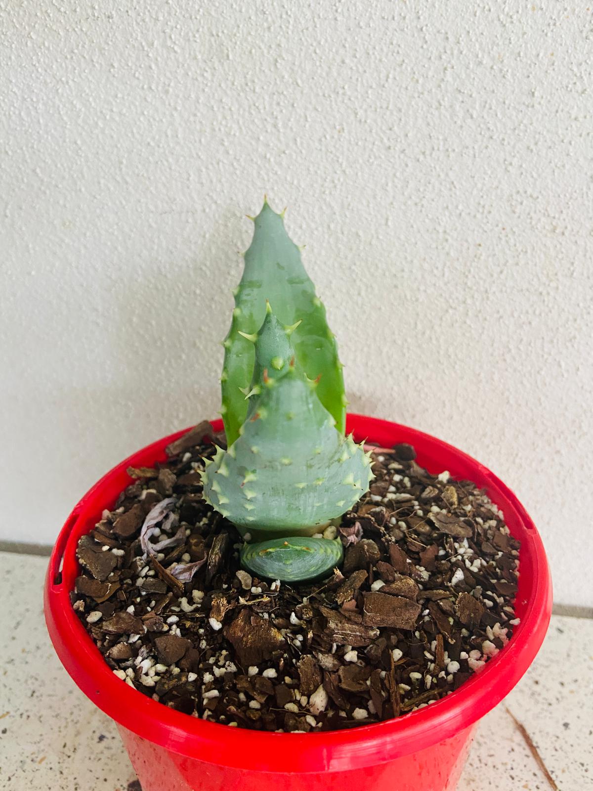 Aloe Hybrid Aculleata v Crousiana