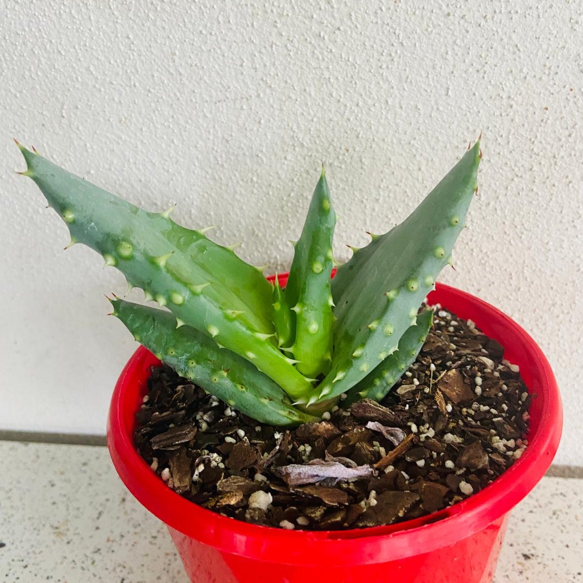 Aloe Hybrid Aculleata v Crousiana