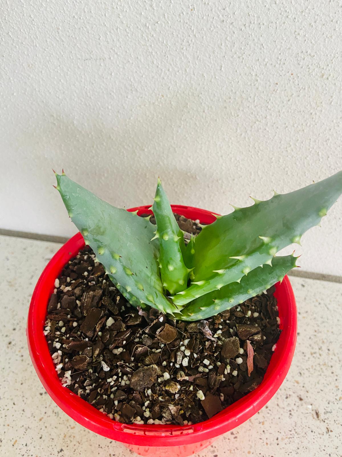 Aloe Hybrid Aculleata v Crousiana