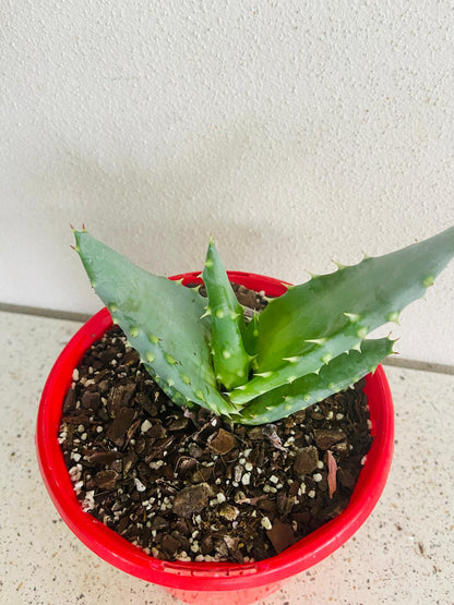 Aloe Hybrid Aculleata v Crousiana