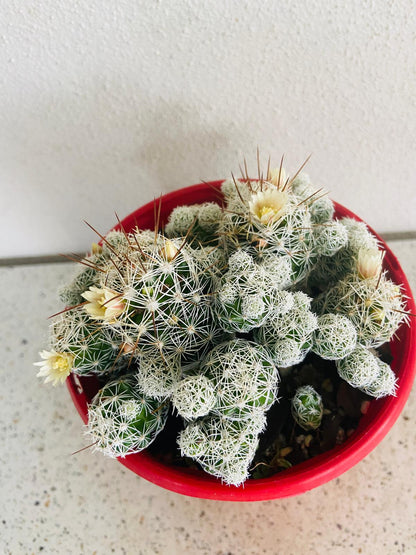 Cacti- Mammillaria Gracilis