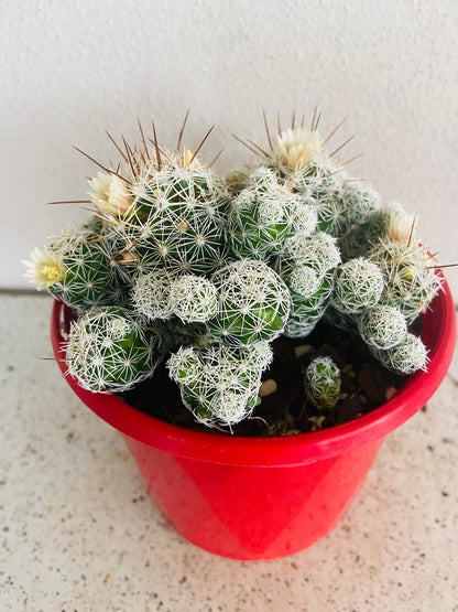 Cacti- Mammillaria Gracilis