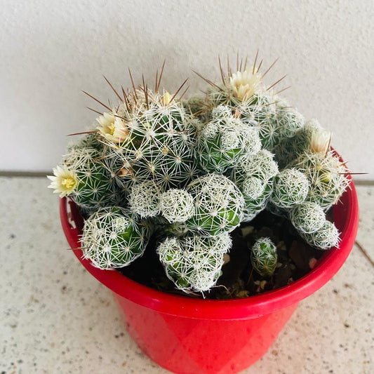 Cacti- Mammillaria Gracilis