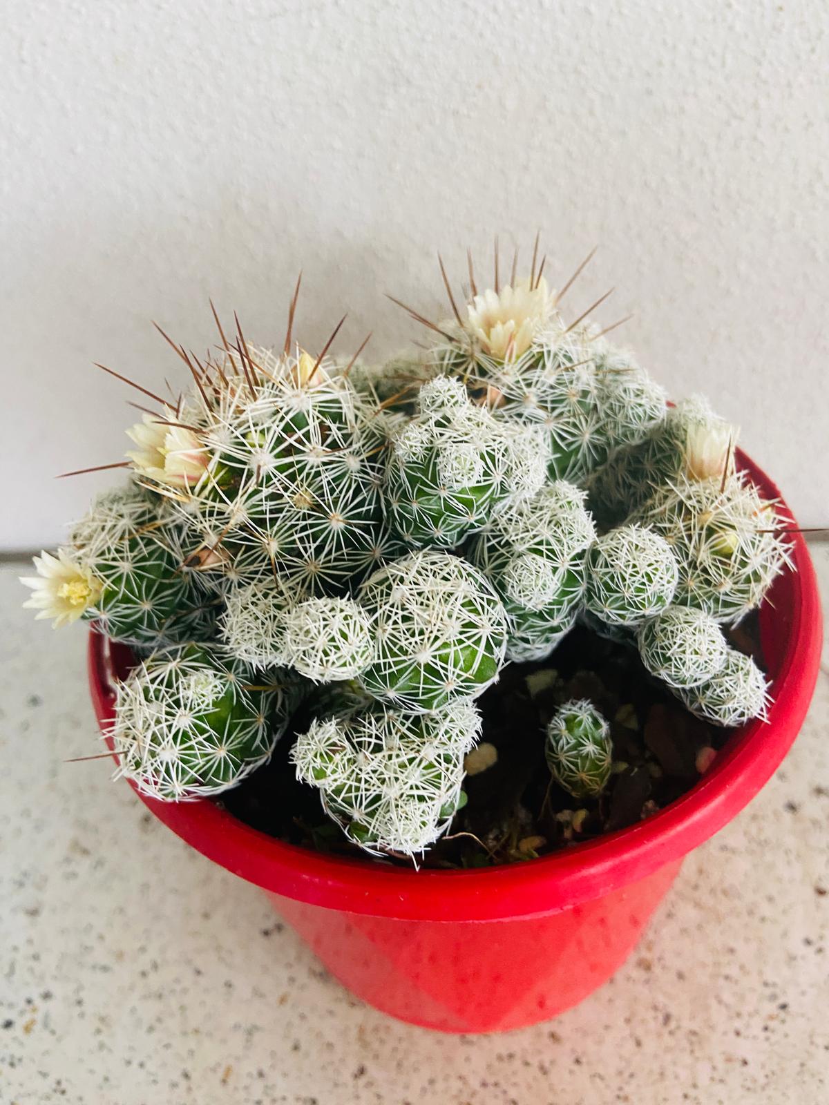 Cacti- Mammillaria Gracilis