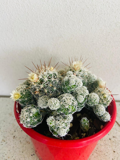 Cacti- Mammillaria Gracilis