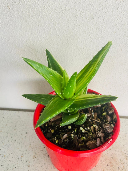 Aloe Mitriformis Variegated