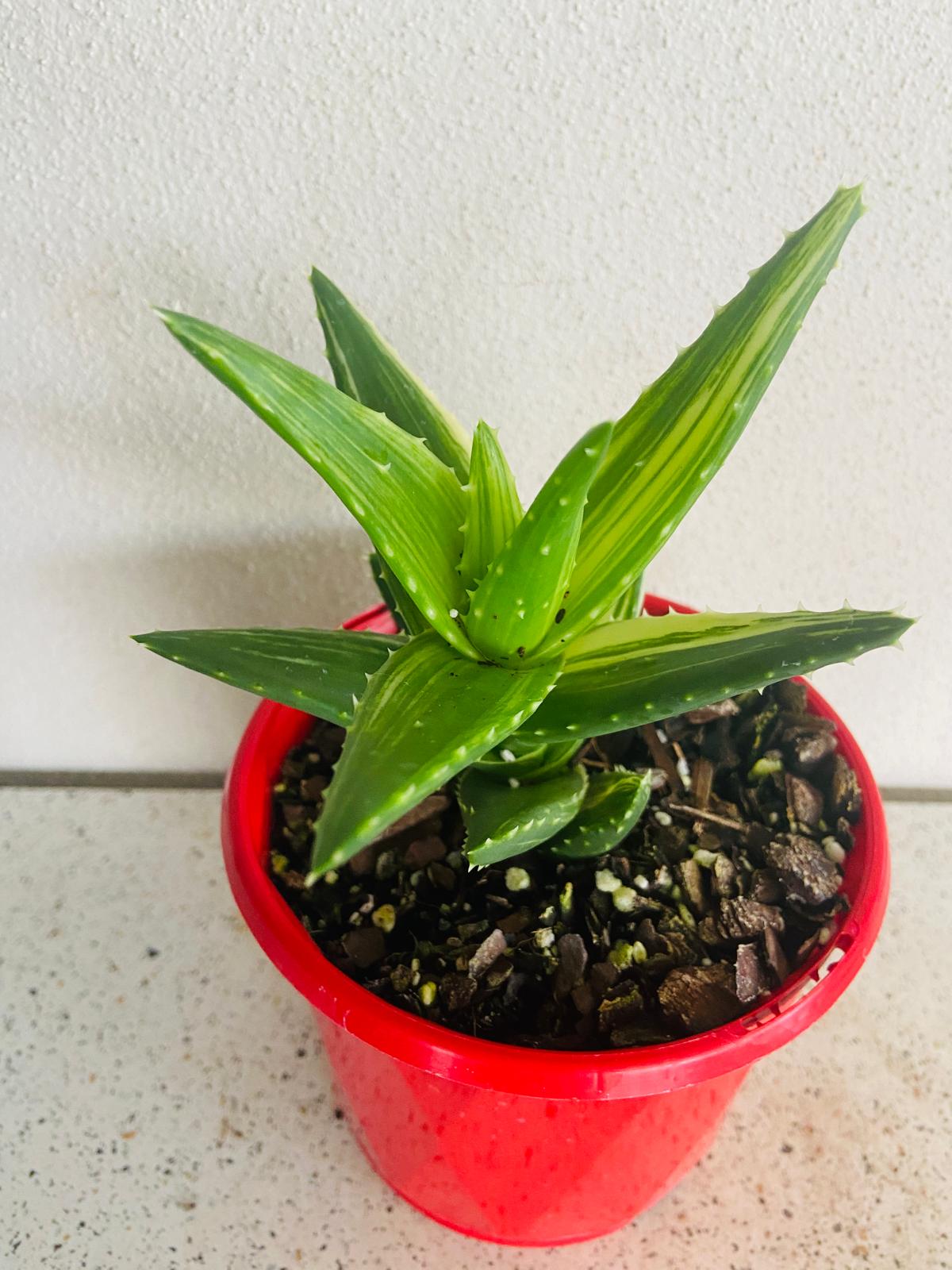 Aloe Mitriformis Variegated