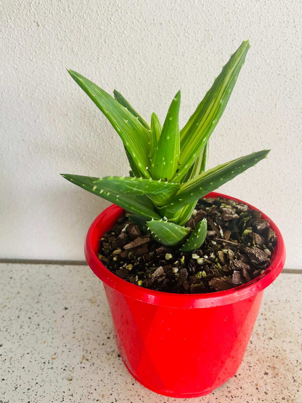 Aloe Mitriformis Variegated