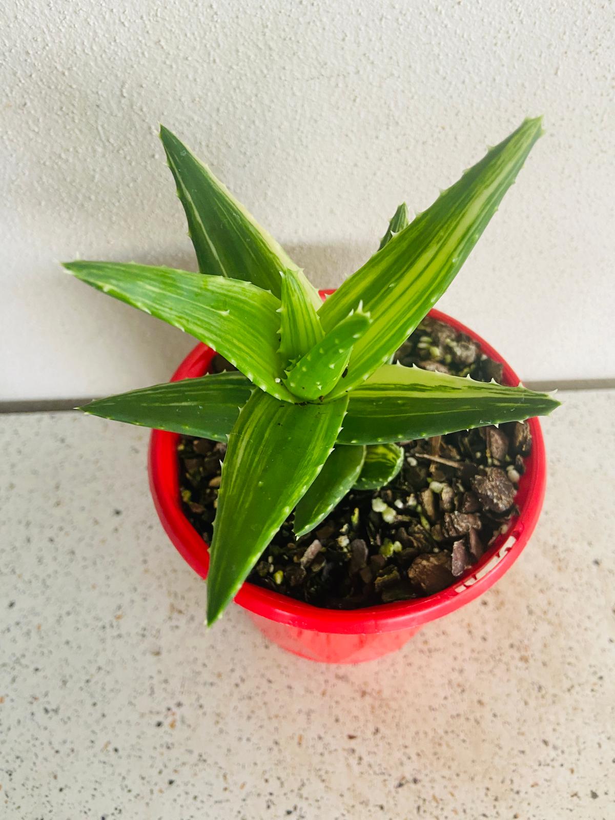 Aloe Mitriformis Variegated