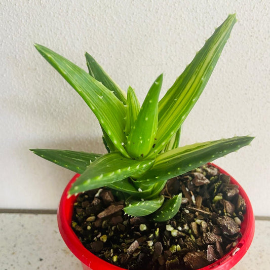 Aloe Mitriformis Variegated