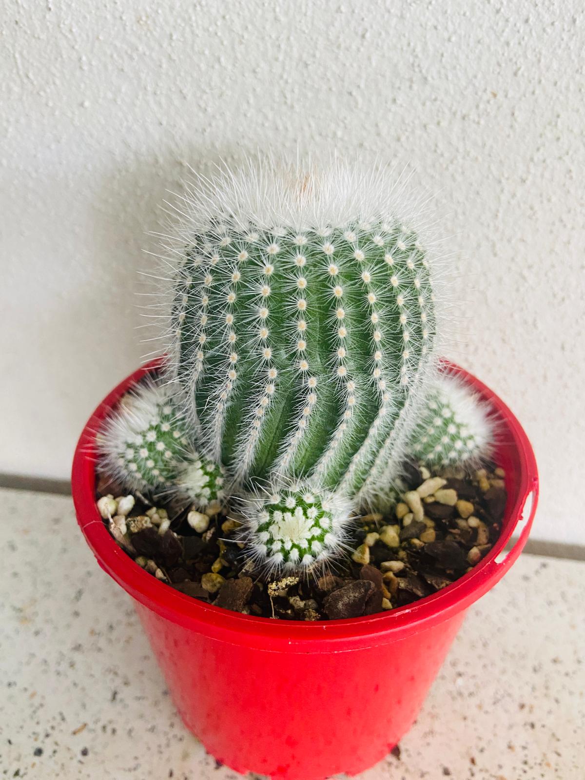 Cacti- Parodia Scopa