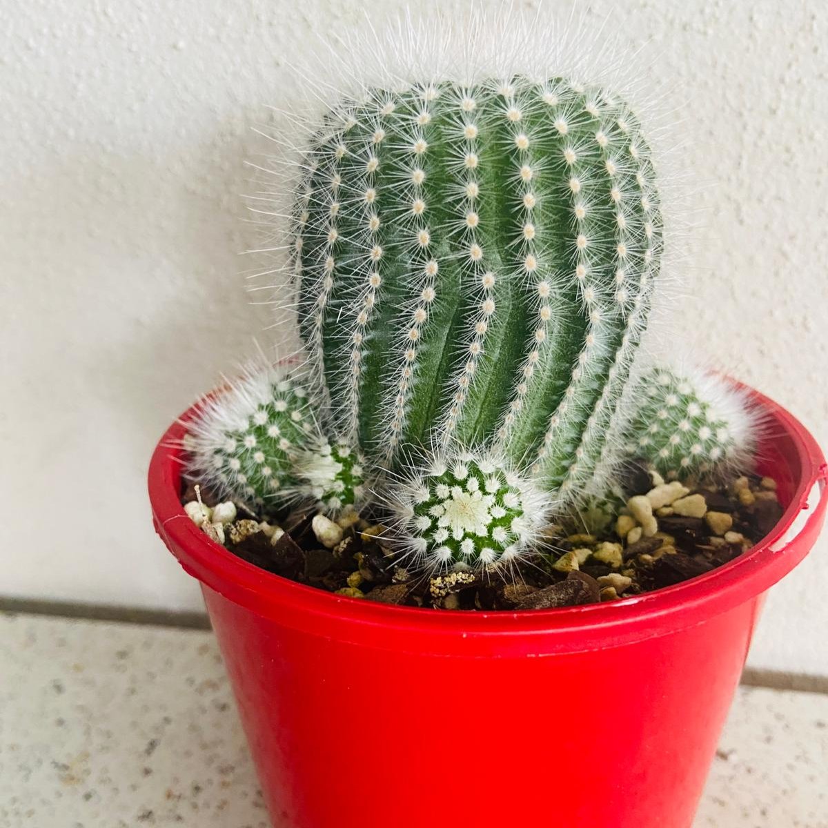 Cacti- Parodia Scopa