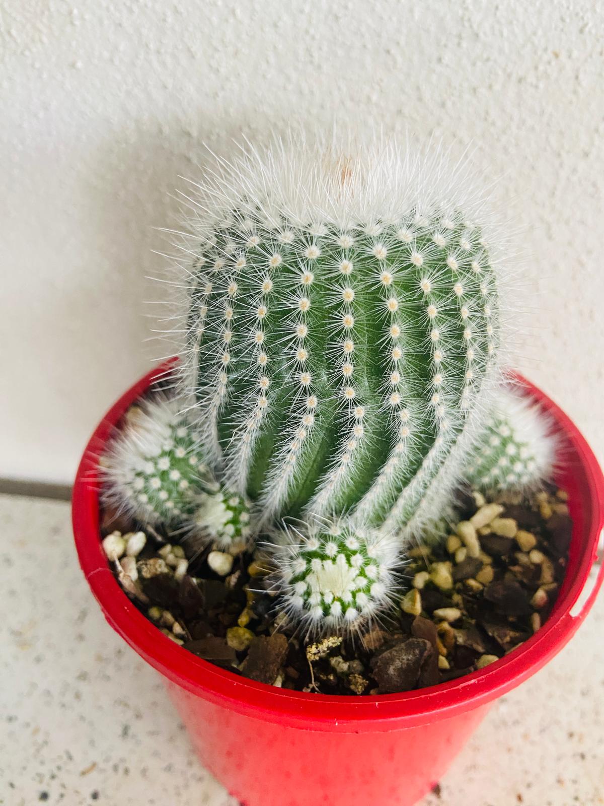 Cacti- Parodia Scopa