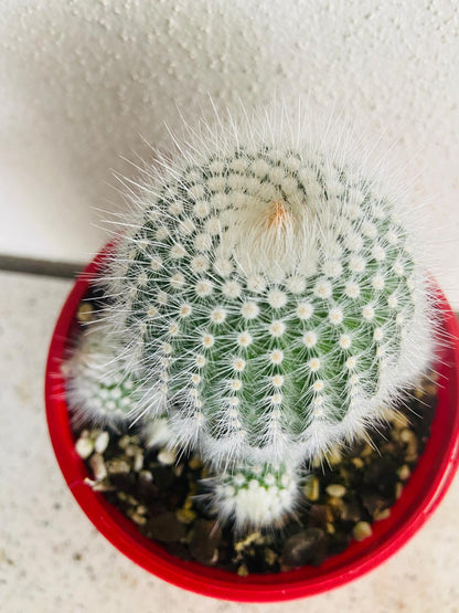 Cacti- Parodia Scopa