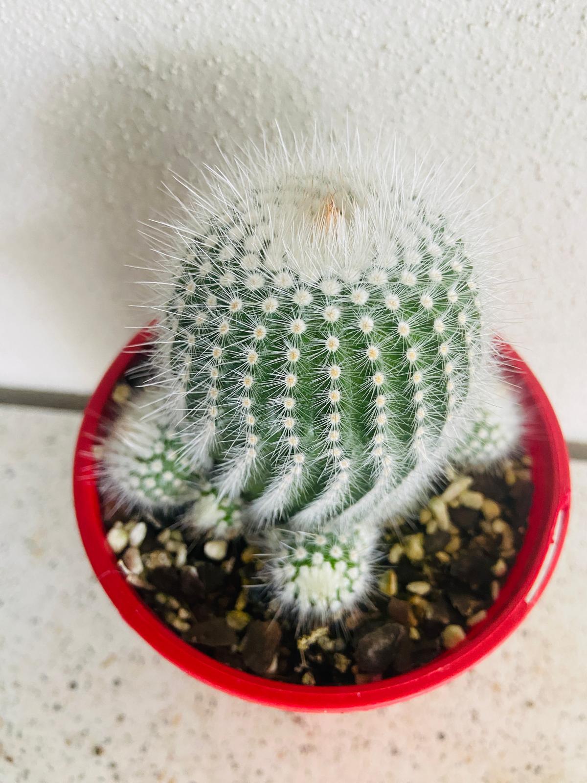 Cacti- Parodia Scopa