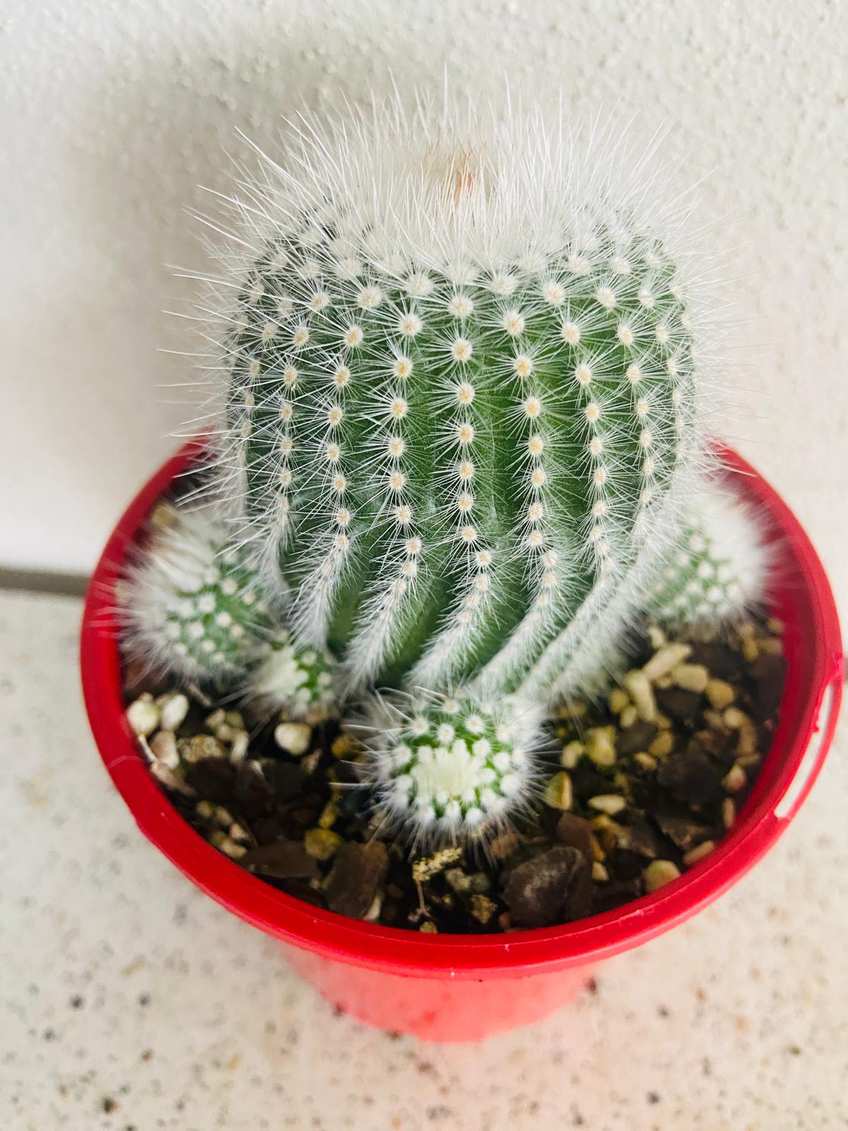 Cacti- Parodia Scopa