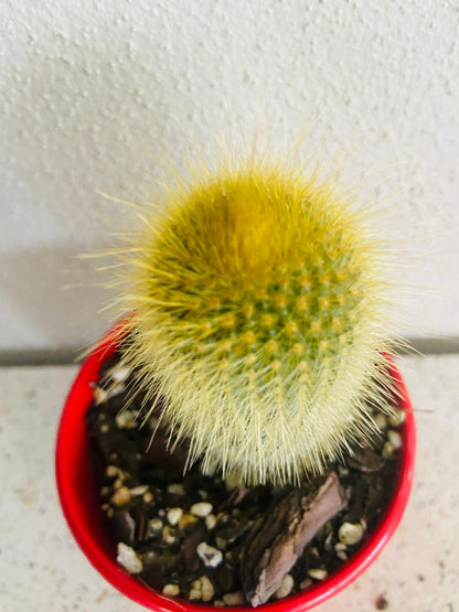 Cacti- Parodia 'Golden Ball Cactus'