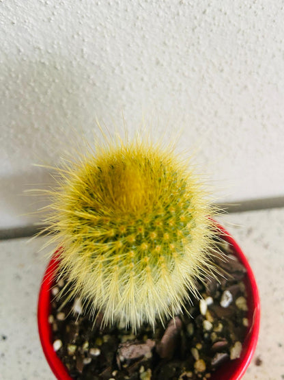 Cacti- Parodia 'Golden Ball Cactus'