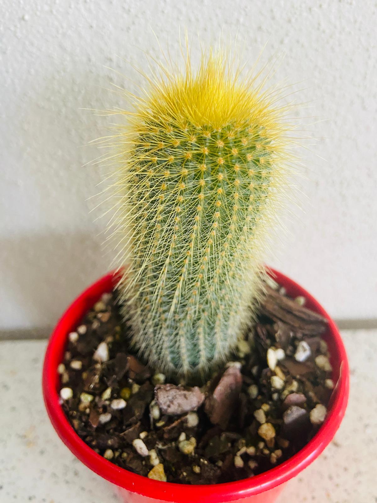 Cacti- Parodia 'Golden Ball Cactus'