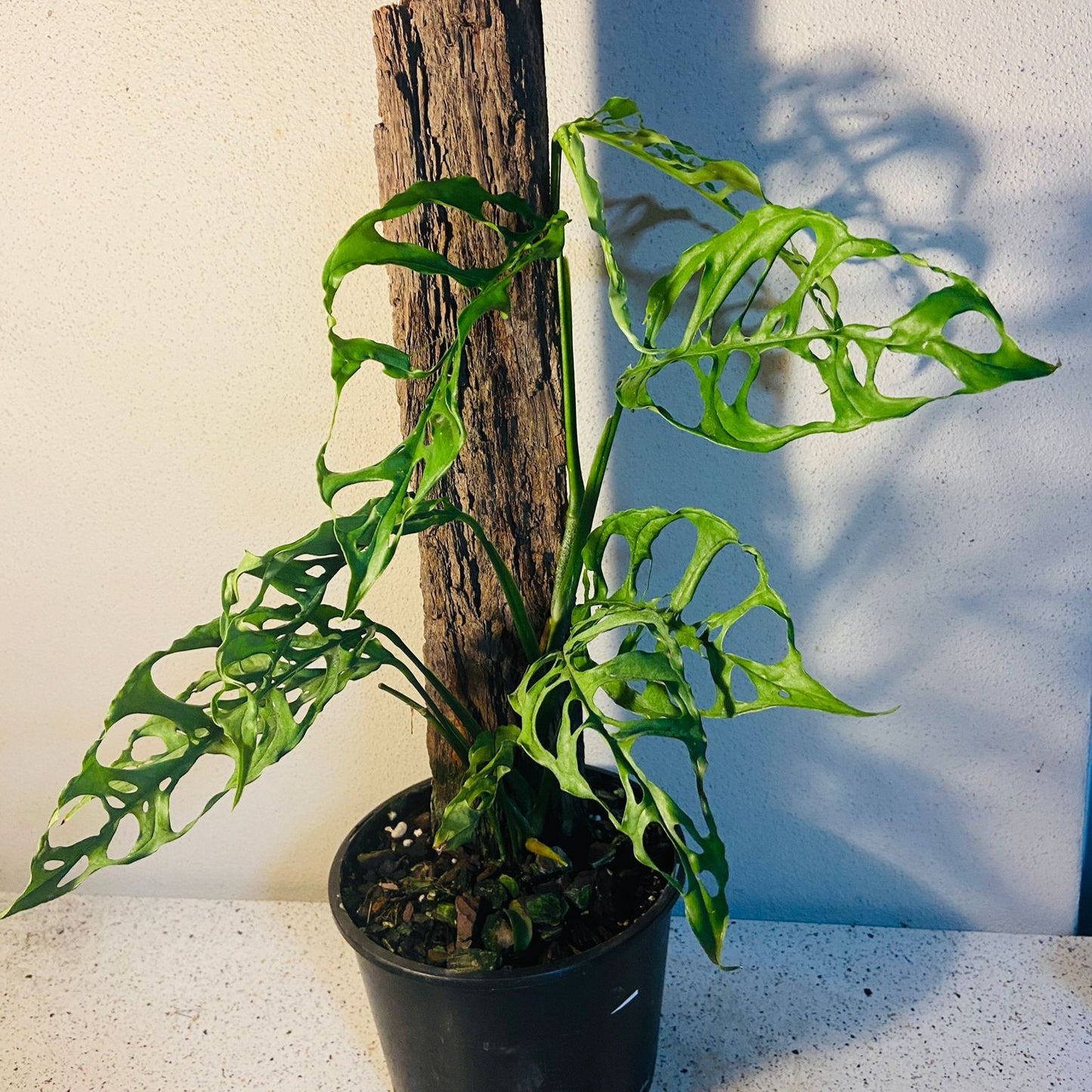 monstera obliqua peru Monstera Obliqua Peru #32 – Succulents World