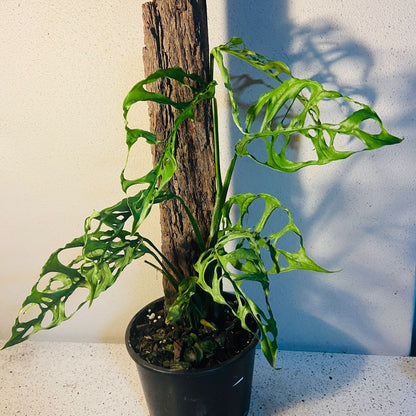 philodendron monstera obliqua Monstera Obliqua Peru #32 – Succulents World