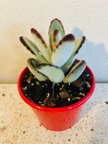 Kalanchoe Tomentosa Black Edge