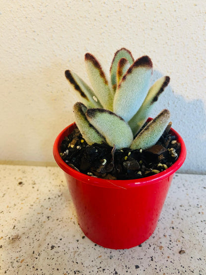 Kalanchoe Tomentosa Black Edge