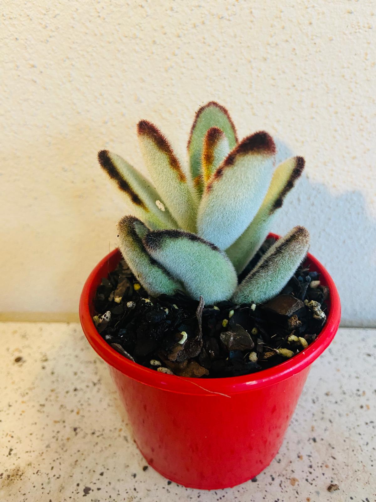 Kalanchoe Tomentosa Black Edge