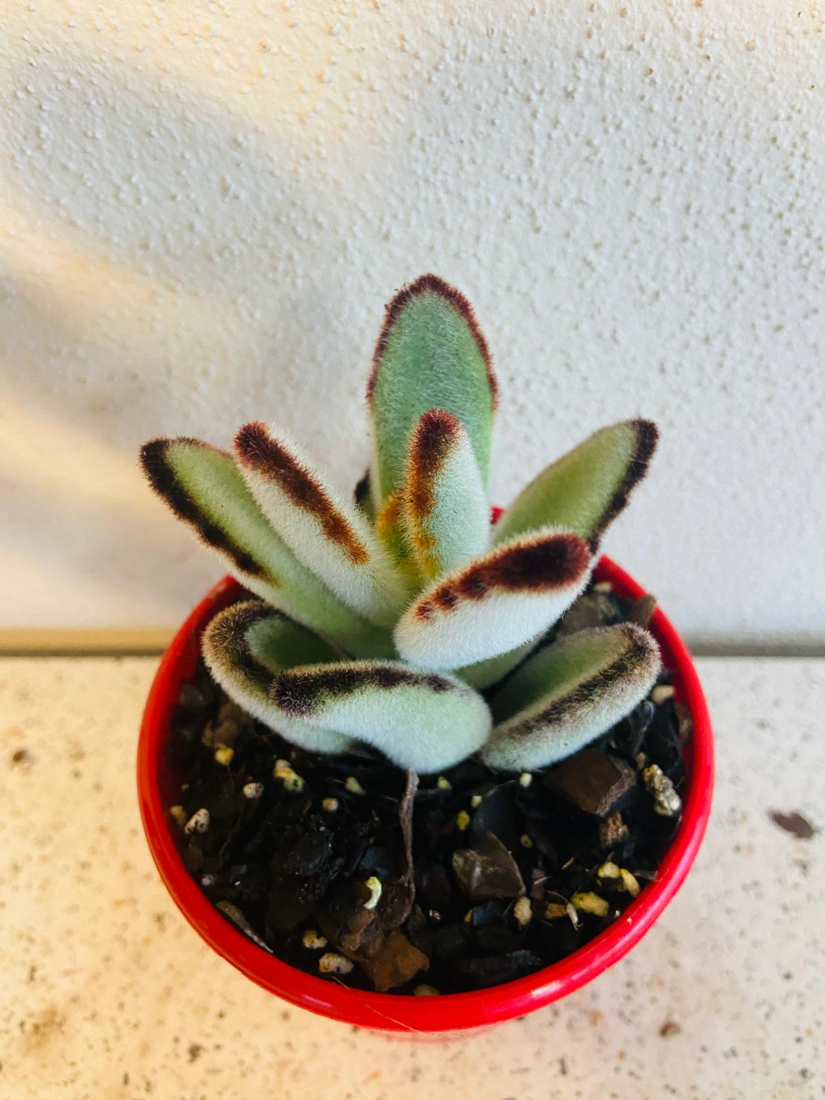 Kalanchoe Tomentosa Black Edge